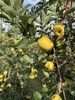 迷你金苹果（云南乡村振兴） 商品缩略图5