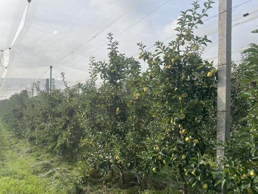 迷你金苹果（云南乡村振兴） 商品图4