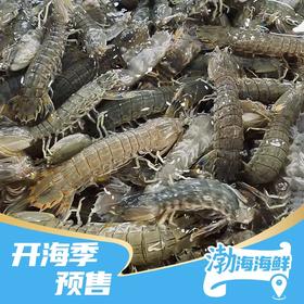 【预售】本地海叉子 皮皮虾3斤  9.2日上午可配送到家