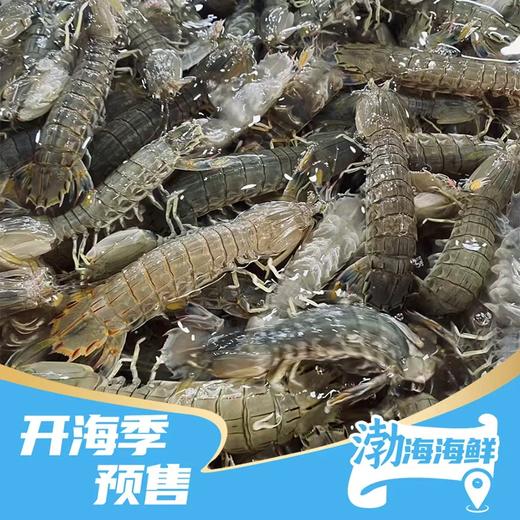 【预售】本地海叉子 皮皮虾3斤  9.2日上午可配送到家 商品图0