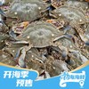 【预售】海蟹5斤  9月2日上午 配送到家 商品缩略图0