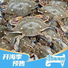 【预售】海蟹5斤  9月2日上午 配送到家