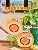 食简零蛋黄酥 商品缩略图4