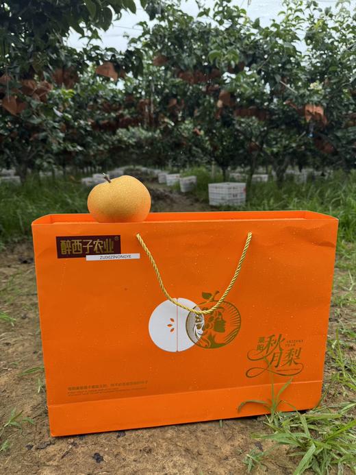 醉西子农业｜正宗莱阳秋月梨 商品图6