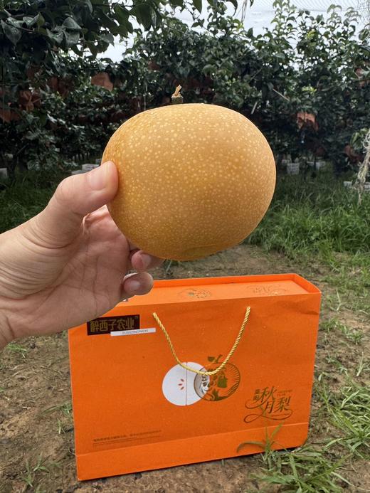 醉西子农业｜正宗莱阳秋月梨 商品图5