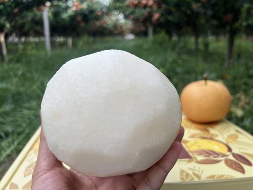 醉西子农业｜正宗莱阳秋月梨 商品图4