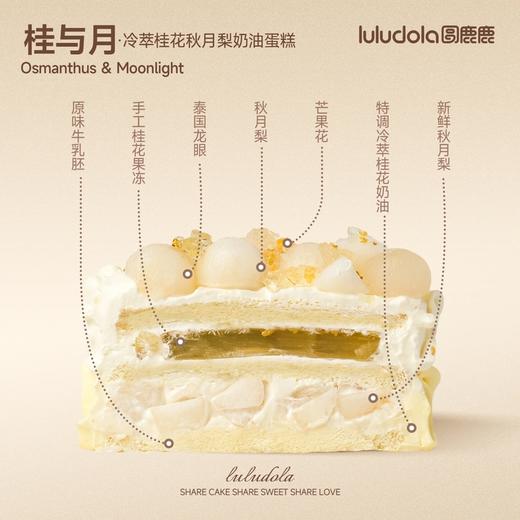 桂与月 商品图1