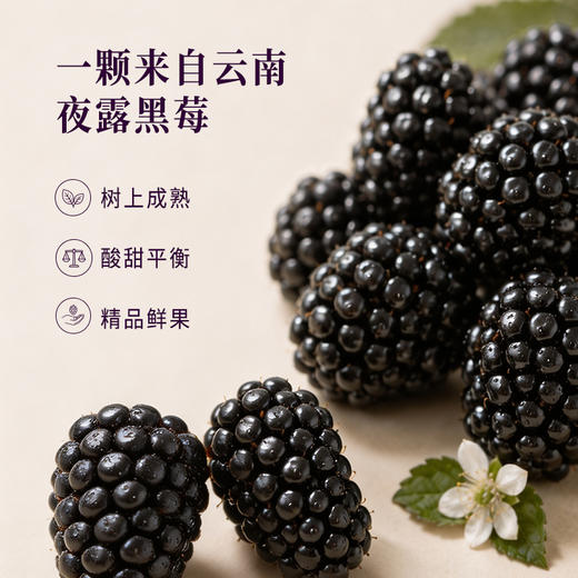正安甄选 x 日旬之莓 云南夜露黑莓 礼盒款【顺丰速运】鲜食覆盆子「本草通玄」黑色肾满秋食 精力元气秀发 黑莓送礼多规格 商品图0