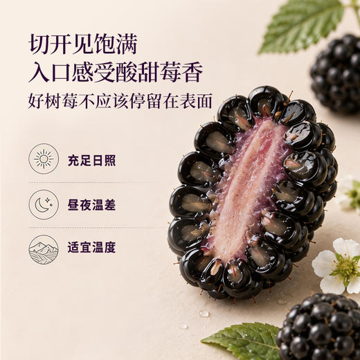 正安甄选 x 日旬之莓 云南夜露黑莓 礼盒款【顺丰速运】鲜食覆盆子「本草通玄」黑色肾满秋食 精力元气秀发 黑莓送礼多规格 商品图1