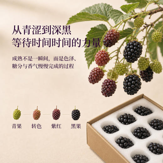 正安甄选 x 日旬之莓 云南夜露黑莓 礼盒款【顺丰速运】鲜食覆盆子「本草通玄」黑色肾满秋食 精力元气秀发 黑莓送礼多规格 商品图3