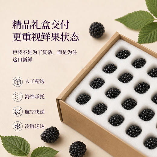 正安甄选 x 日旬之莓 云南夜露黑莓 礼盒款【顺丰速运】鲜食覆盆子「本草通玄」黑色肾满秋食 精力元气秀发 黑莓送礼多规格 商品图4