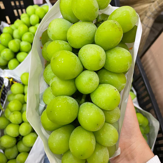 半山阳光玫瑰1000g/份 商品图0