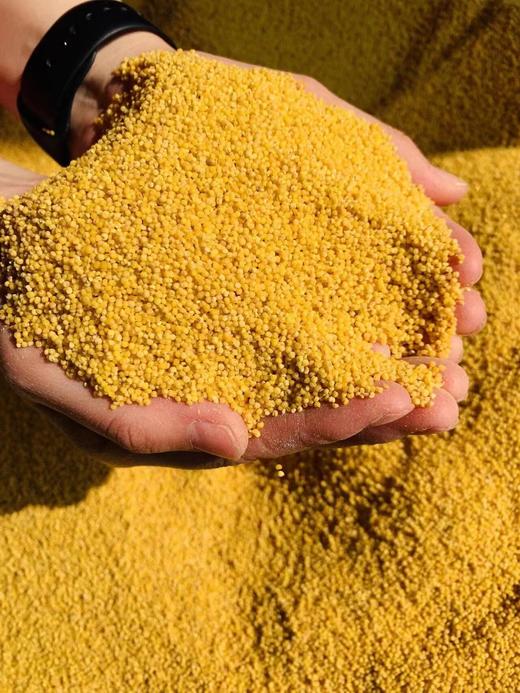 麦子树古法火山灰小米 500g/桶 商品图1
