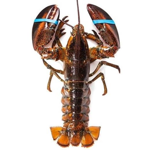 【鲜活】加拿大波士顿龙虾(只)（约450g） 商品图1