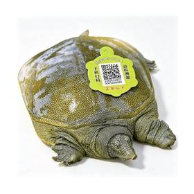 【鲜活】阳澄湖2年母甲鱼（约1kg/只）