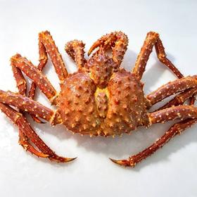 【鲜活】黄金帝王蟹(约1500g )