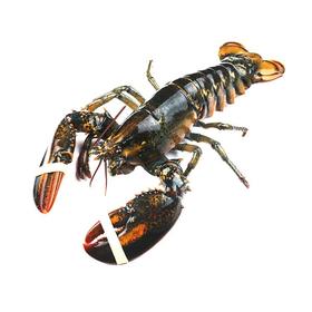 【鲜活】加拿大波士顿龙虾(只)（约450g）