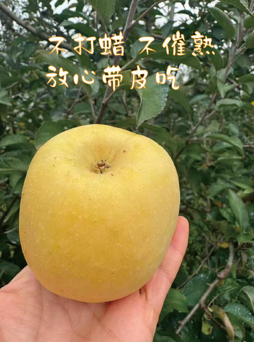 有机维纳斯黄金苹果 10枚礼盒装 商品图6