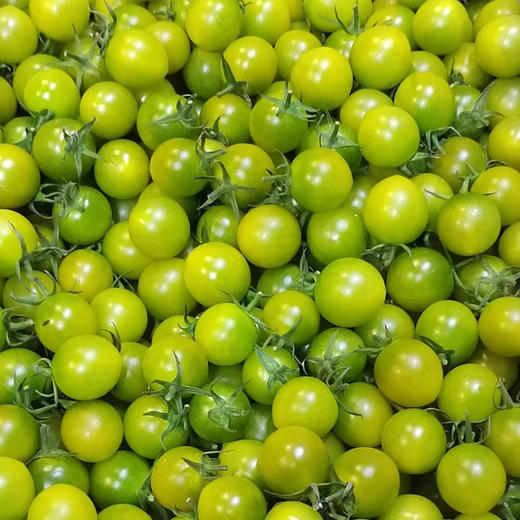 清甜番茄约500g/份 商品图0