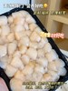 原浆扇贝丁 商品缩略图2