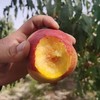 沙王油桃（新疆乡村振兴） 商品缩略图2