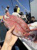 海捕红目鲷 商品缩略图7