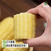 田园康新疆有机糯玉米（新疆乡村振兴） 商品缩略图7