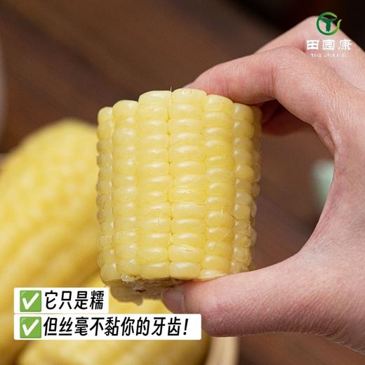 田园康新疆有机糯玉米（新疆乡村振兴） 商品图7