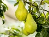 半颗梨 商品缩略图6