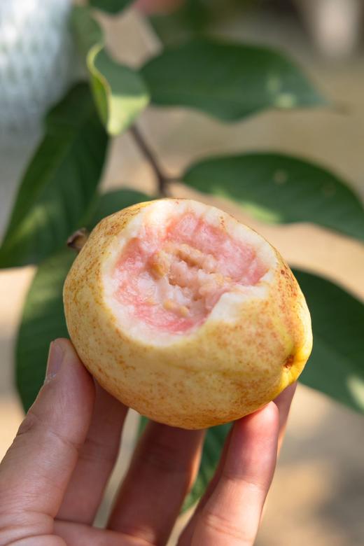 樱桃芭乐 商品图7