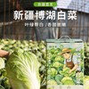 疆物集·新疆博湖白菜 （新疆乡村振兴） 商品缩略图1