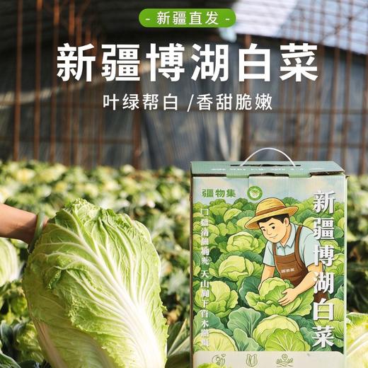 疆物集·新疆博湖白菜 （新疆乡村振兴） 商品图1