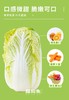 疆物集·新疆博湖白菜 （新疆乡村振兴） 商品缩略图3