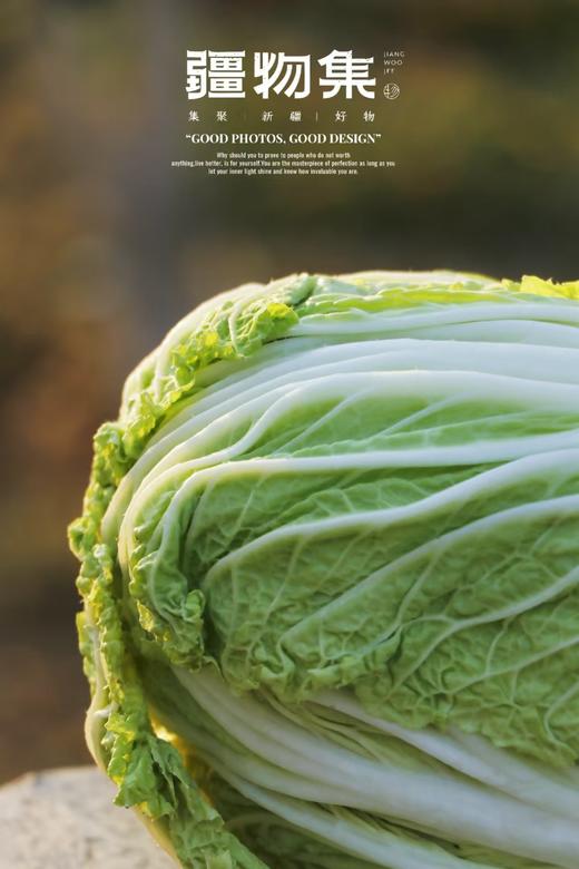 疆物集·新疆博湖白菜 （新疆乡村振兴） 商品图8