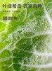 疆物集·新疆博湖白菜 （新疆乡村振兴） 商品缩略图5