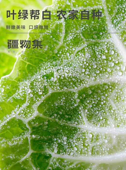 疆物集·新疆博湖白菜 （新疆乡村振兴） 商品图5