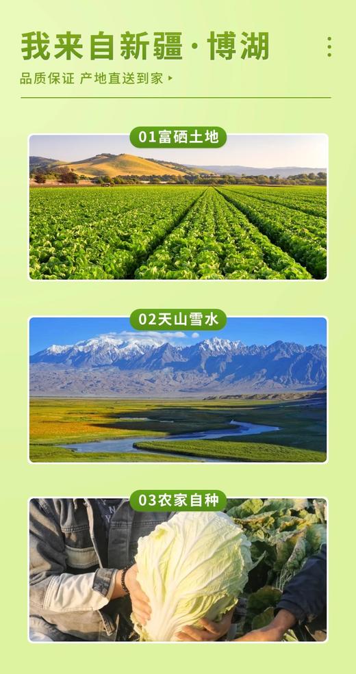 疆物集·新疆博湖白菜 （新疆乡村振兴） 商品图2