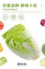 疆物集·新疆博湖白菜 （新疆乡村振兴） 商品缩略图4
