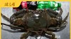 【斯里兰卡大青蟹】 商品缩略图6