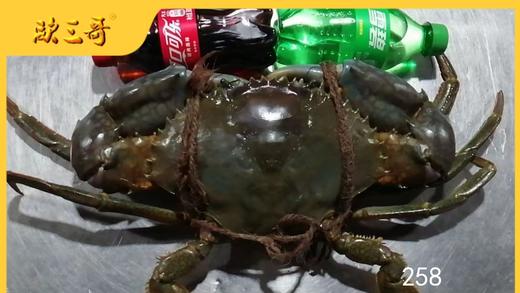 【斯里兰卡大青蟹】 商品图6