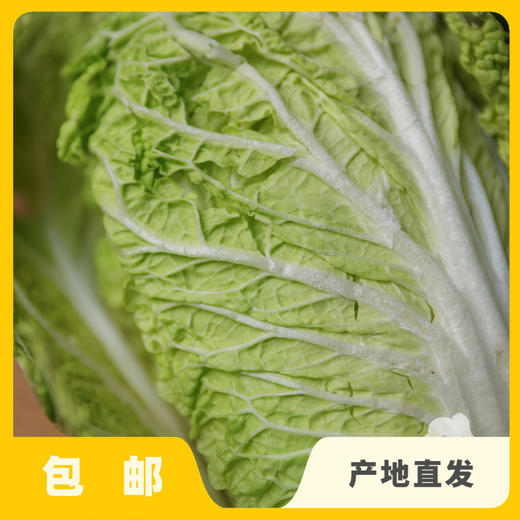 生态大白菜（洛阳） | 合作生产* ecological soybean | Coproduction 商品图1