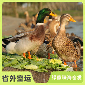生态麻鸭（冷冻15天以上，8折优惠）| 绿家自产* Eco-white duck | Self-production