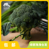 生态西蓝花/花椰菜（陆运包邮） | 绿家自产*ecological broccoli | Self-production 商品缩略图2