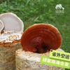 生态鲜赤灵芝 | 绿家自产 * Ecological fresh red Ganoderma lucidum | Self-production 商品缩略图1