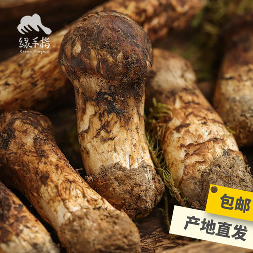 野生塔城松茸| 合作生产 * Wild Tacheng matsutake | Partner Production 商品图1
